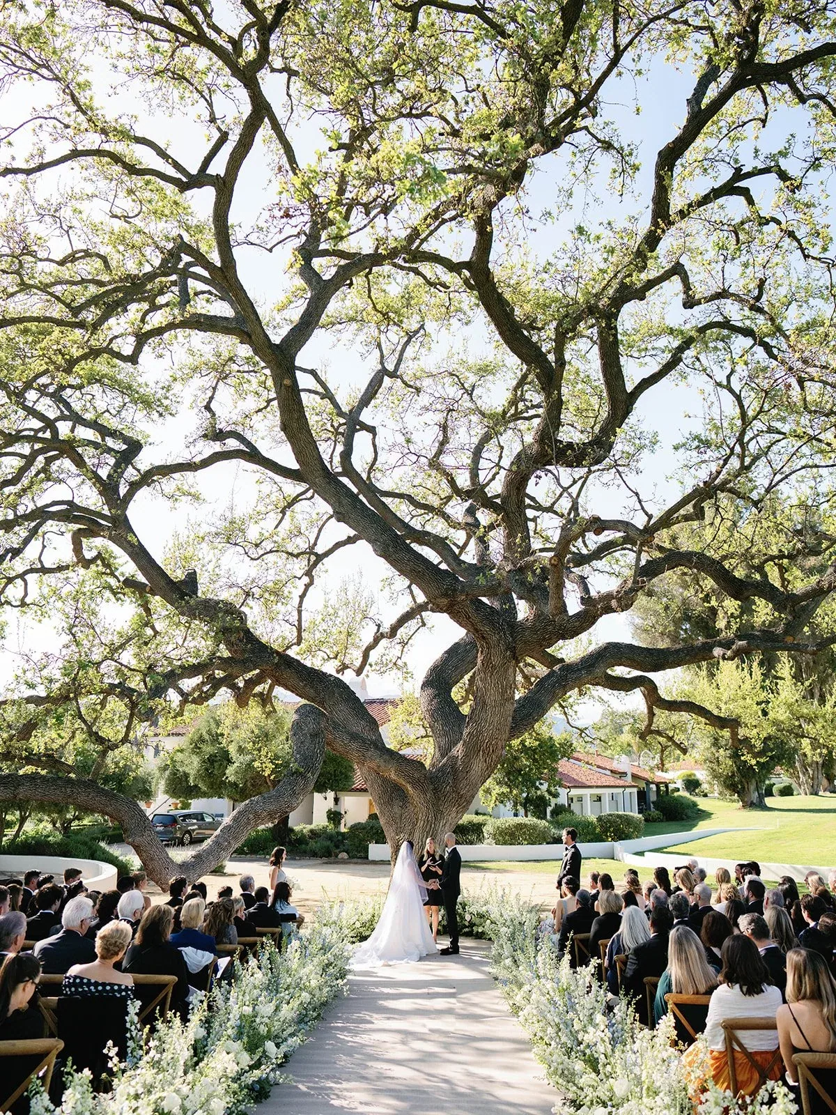 The canopy of a mature oak tree at Ojai Valley Inn.
